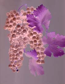 Anatomy of a Grape IV - Click for details and purchase